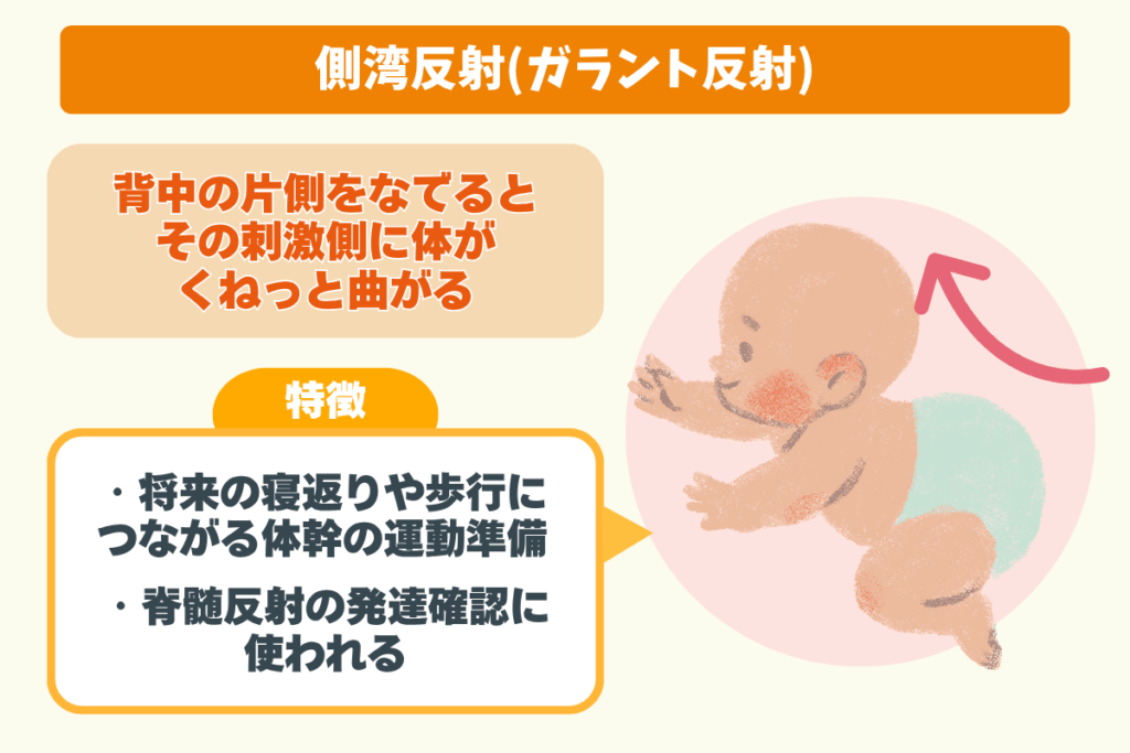 側湾反射(ガラント反射)